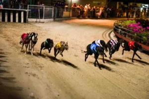 Mẹo Chơi Game Nhanh Đua Chó Tại AE888 Từ Cao Thủ