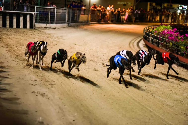 Mẹo Chơi Game Nhanh Đua Chó Tại AE888 Từ Cao Thủ 1 Mẹo Chơi Game Nhanh Đua Chó Tại AE888 Từ Cao Thủ