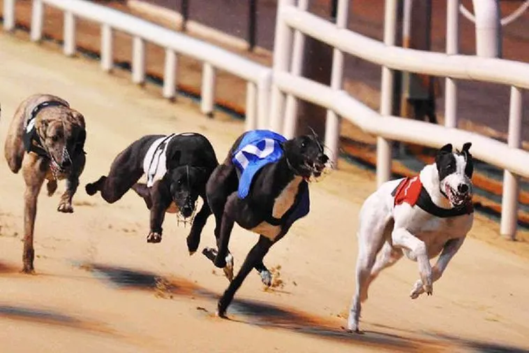 Mẹo Chơi Game Nhanh Đua Chó Tại AE888 Từ Cao Thủ 2 Mẹo Chơi Game Nhanh Đua Chó Tại AE888 Từ Cao Thủ